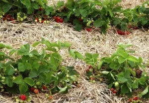 Ültetés eper a nyáron, hogy előkészítse a talajt, a videó útmutató