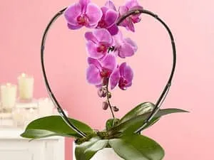 Загуба на тургора на орхидеи