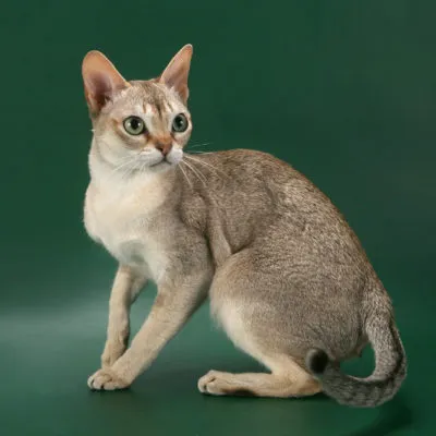 Breed Szingapúr macska fajta leírás, karakter, 10 fényképek, videók