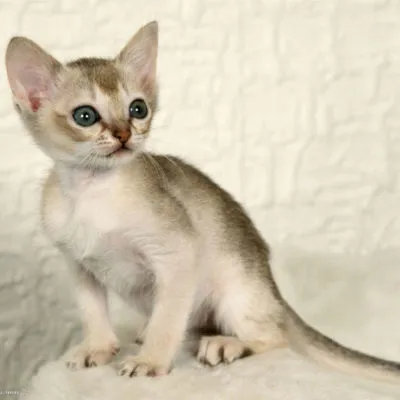 Breed Szingapúr macska fajta leírás, karakter, 10 fényképek, videók