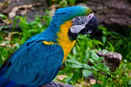 Macaw Parrot Spix lui