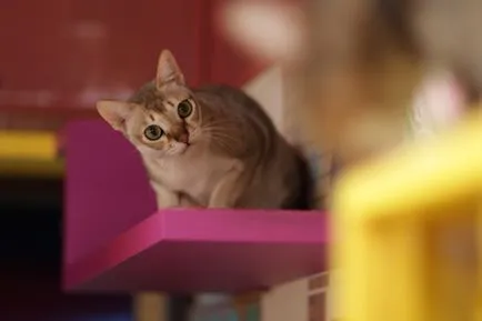 Порода Singapura описание котка порода, характер, 10 снимки, видео