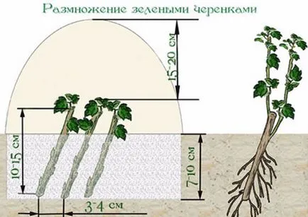 Postulate de Dogwood de reproducție de succes