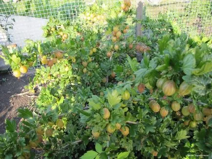 agrișe plantare, cultivarea și întreținerea, curățarea și tratarea