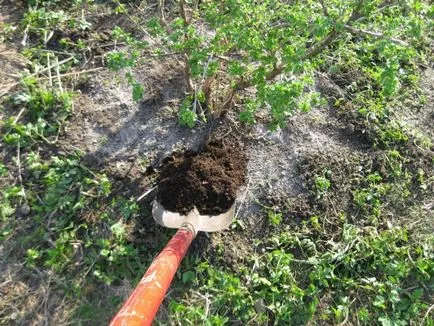 agrișe plantare, cultivarea și întreținerea, curățarea și tratarea