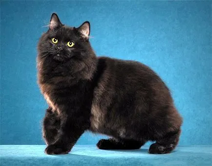 Популярни породи котки без опашка със снимки