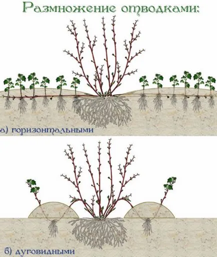 Postulate de Dogwood de reproducție de succes