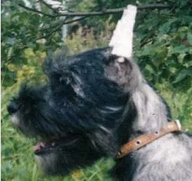 A helyes megfogalmazása képen fülek, Schnauzer színes bors és só kennel von weissnachte