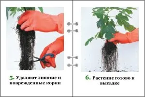 La ce temperatură pentru a păstra trandafiri tăiate, houseplants