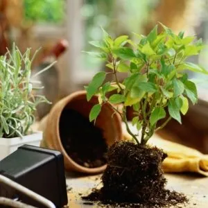 La ce temperatură pentru a păstra trandafiri tăiate, houseplants