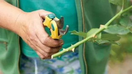 La ce temperatură pentru a menține trandafiri pe balcon și trandafiri frigider buketeentsiklopediya - grad,