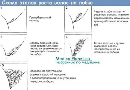 cresterea sanilor prematura si parul pubian