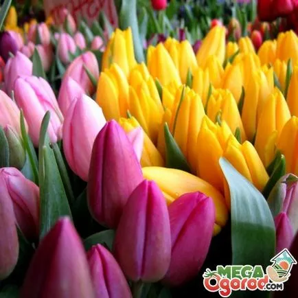 Szabályzat növekvő tulipánok - ültetés, gondozás, felkészülés a téli tárolás és hagymák