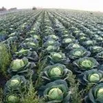 Broccoli (broccoli), agricultura de subzistență