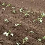 Broccoli (broccoli), agricultura de subzistență