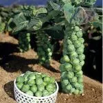 Broccoli (broccoli), agricultura de subzistență