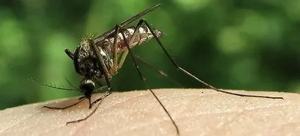 A szúnyogok elleni küzdelem népi jogorvoslati