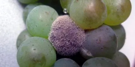 Заболявания на гроздова сива плесен, причини и лечения