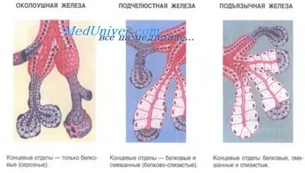 Големи слюнчена жлеза