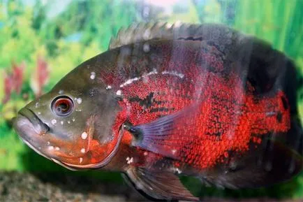 предотвратяване Astronotus болест, лечение, карантина