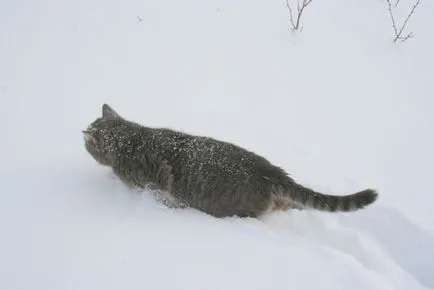 furtună ceață