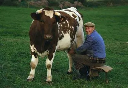 indiferent dacă sunt bărbați, că vacile doyut sau capre, deoarece acestea sunt numite în mod corespunzător