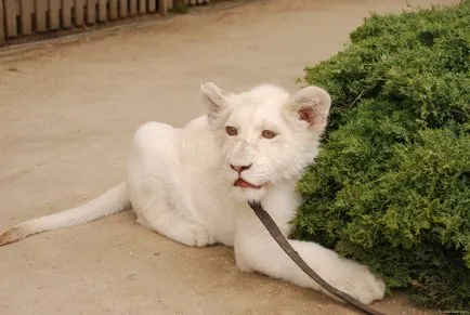 Vanzare si feline prădători