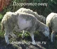 Общата краста на овце, лечение на домашни животни