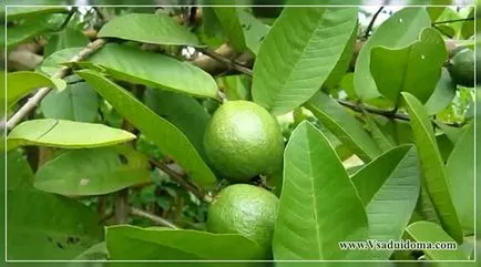 Psidium гуава (снимка) расте у дома, на мястото на градина, вила и стайни растения