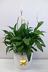 Растения Разсадник Spathiphyllum, посещение на Мери Попинз