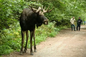 Kidolgozása alatti gyermek 5 hónapos korában - a készségek és a motoros képességek kisgyermek