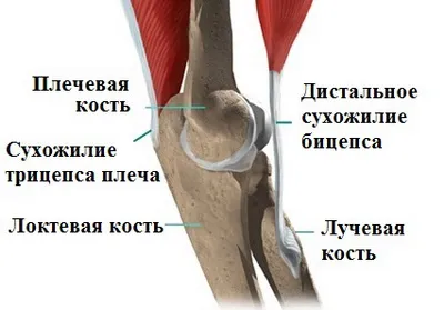 Törés disztális inát a bicepsz (bicepsz)