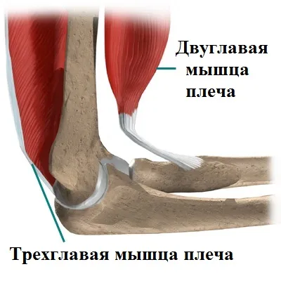 Spargerea tendonul distal al bicepsului (biceps)