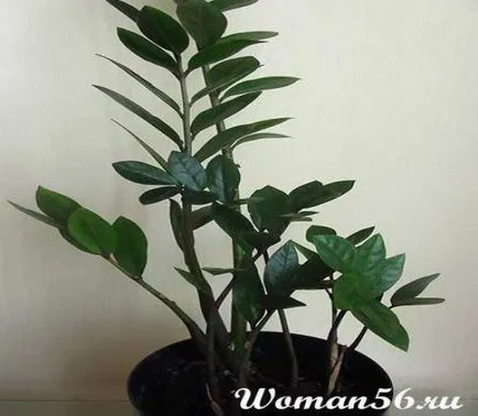 Zamioculcas завод