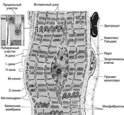 Regenerarea și mușchi de transplant