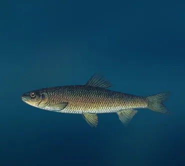Horgászat Kutum - más halak