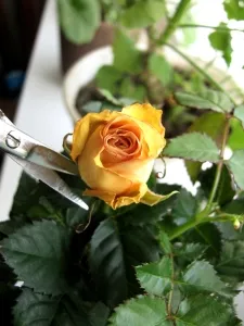 Trandafiri pe fereastra