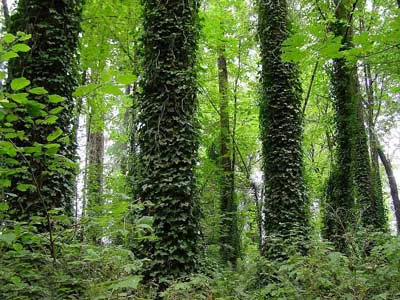 Garden бръшлян разполага засаждане, отглеждане и грижи за евъргрийни с техните ръце и снимки