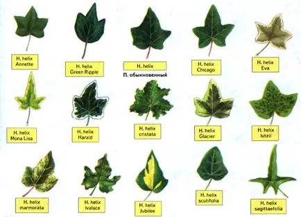 Ivy Garden caracteristici de plantare, cultivarea și îngrijirea de plante perene cu mâinile lor, și fotografii