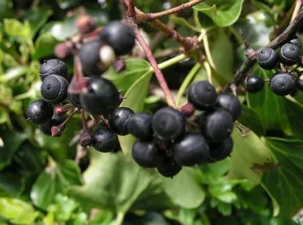 Garden бръшлян разполага засаждане, отглеждане и грижи за евъргрийни с техните ръце и снимки