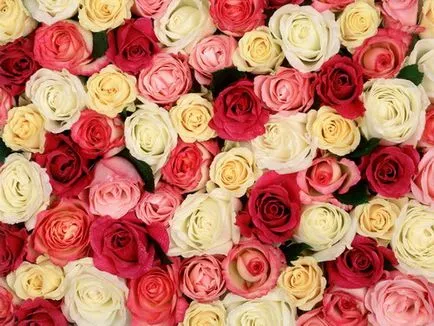 Trandafiri pe vata minerala, trandafiri hidroponice în creștere trandafiri hidroponice