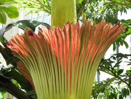 A legnagyobb virág a világ - Titánbuzogány, elképesztő