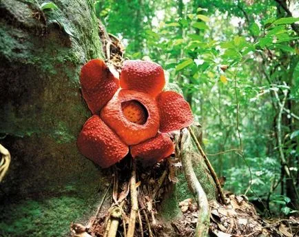 Най-голямото цвете в света, izbachitalnja