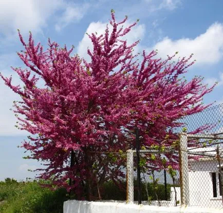 Cele mai frumoase copaci cu flori