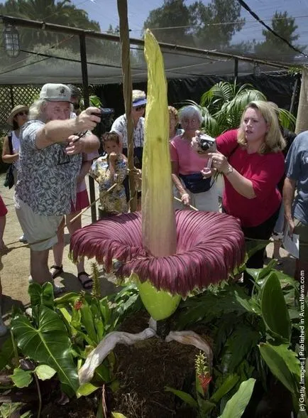 A legnagyobb virág a világ - Titánbuzogány, elképesztő