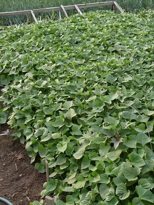 radacini si tuberculi de plante și de fotografie și cartofi dulci lor