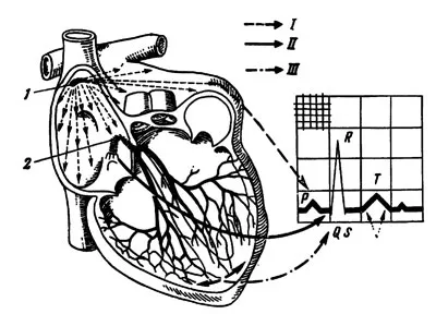 Сърдечната дейност - медицинската наука