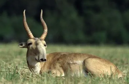 Saiga - lakta érdekes tények