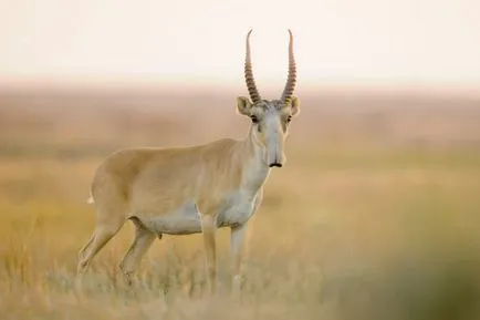 Saiga - lakta érdekes tények