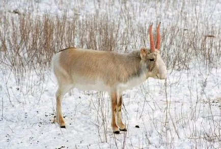 Saiga - lakta érdekes tények